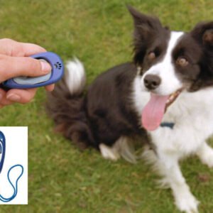 Dog Training Accessories