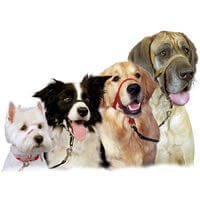 Dog Training Harness and Leads