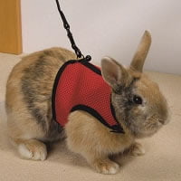 Rabbit Harness