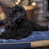 Blue Highland Dog Mattress Bed Ireland